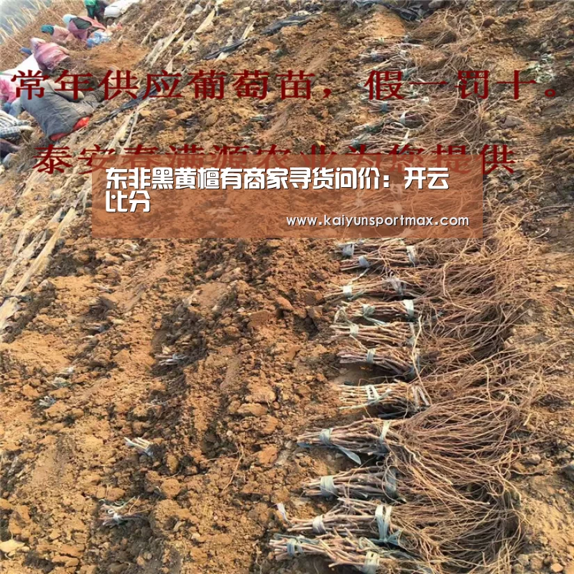 东非黑黄檀有商家寻货问价:开云比分(图1) 开云官网